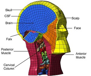 Illustration du modèle mécanique numérique de la tête humaine / © Rémy Willinger